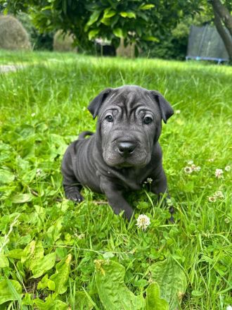 SharPei mix Welpen