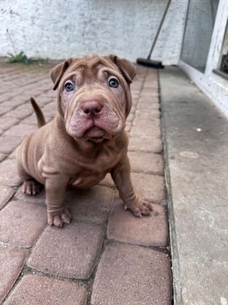 SharPei mix Welpen