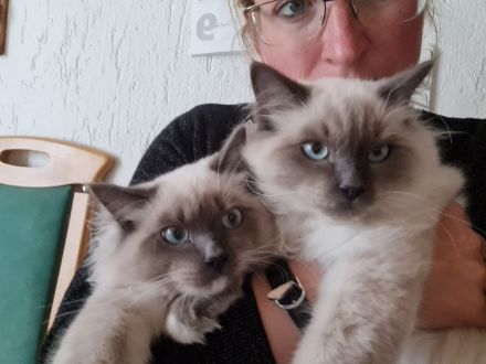 Heilige Birma Kater, 2x geimpft, gechippt, entwurmt