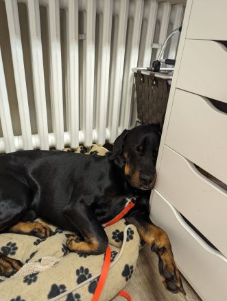 Brandlbracke-Mix-Rüde sucht neues Zuhause