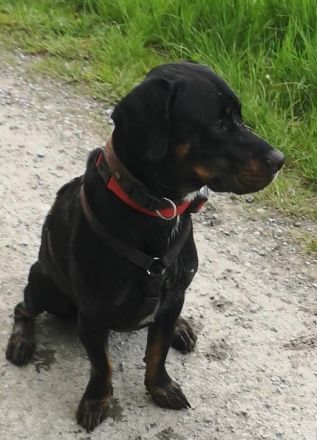 Brandlbracke-Mix-Rüde sucht neues Zuhause