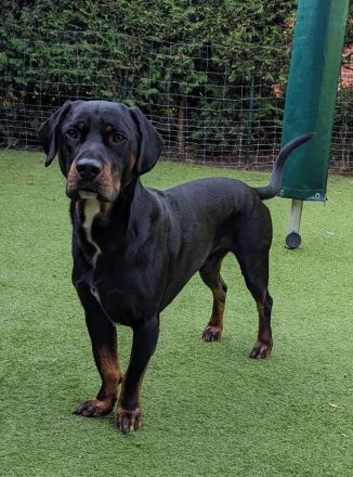 Brandlbracke-Mix-Rüde sucht neues Zuhause