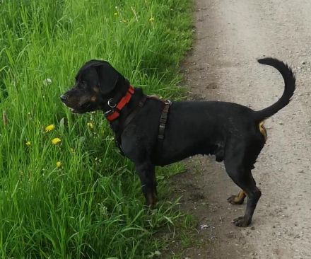 Brandlbracke-Mix-Rüde sucht neues Zuhause