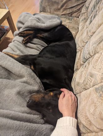 Brandlbracke-Mix-Rüde sucht neues Zuhause