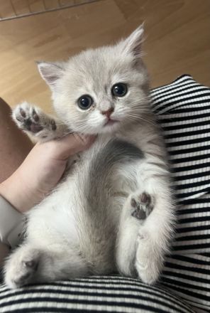 Britisch Kurzhaar Kitten bereit zur Adoption