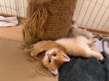 Britisch Kurzhaar Kitten bereit zur Adoption