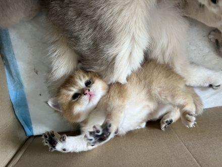 Britisch Kurzhaar Kitten bereit zur Adoption