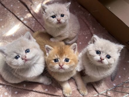 Britisch Kurzhaar Kitten bereit zur Adoption