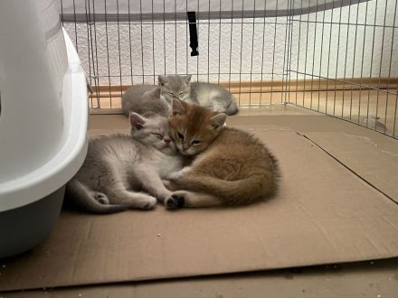 Britisch Kurzhaar Kitten bereit zur Adoption