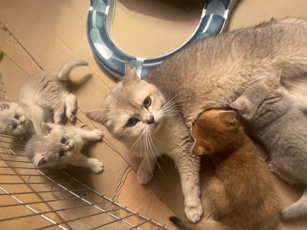 Britisch Kurzhaar Kitten bereit zur Adoption