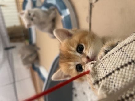 Britisch Kurzhaar Kitten bereit zur Adoption