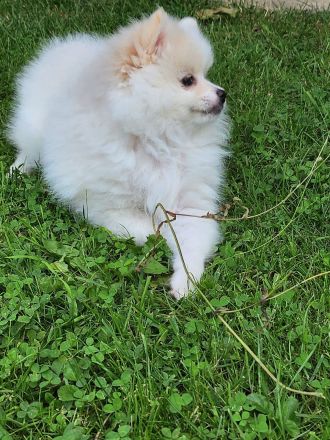 Zwergspitz Welpen zu verkaufen