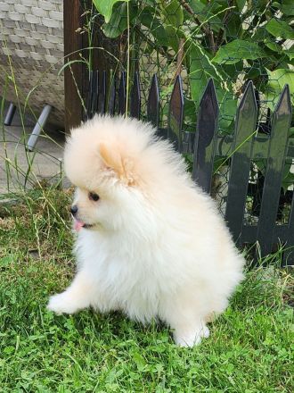 Zwergspitz Welpen zu verkaufen