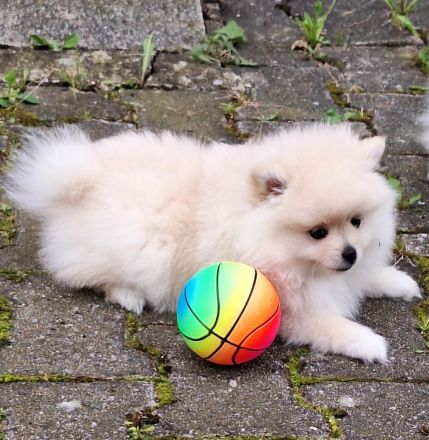 Zwergspitz Welpen zu verkaufen