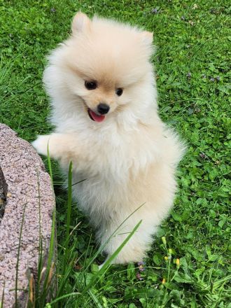 Zwergspitz Welpen zu verkaufen