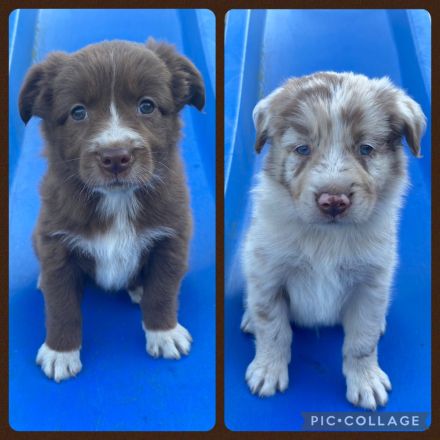 Australian Shepherd Welpen