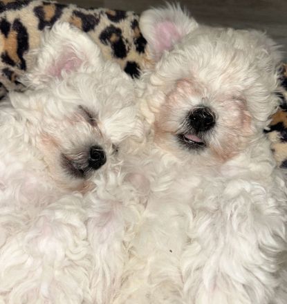 Malteser welpen