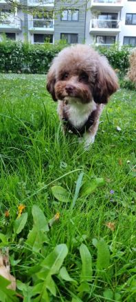 Pushkin der Musensohn