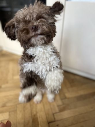 Pushkin der Musensohn