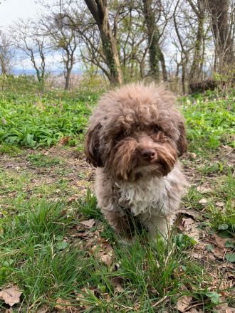 Pushkin der Musensohn