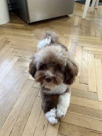 Pushkin der Musensohn