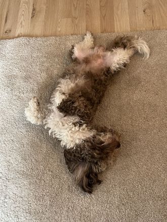 Pushkin der Musensohn