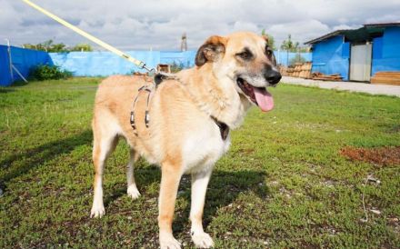 verkuschelte Marysia sucht ihren Heimathafen