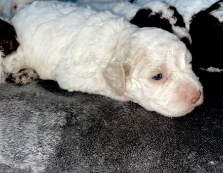 Lagotto Romagnolo puppies