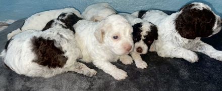 Lagotto Romagnolo puppies
