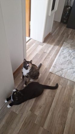 Katze und Kater Geschwisterpärchen Kitten