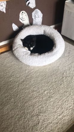 Katze und Kater Geschwisterpärchen Kitten