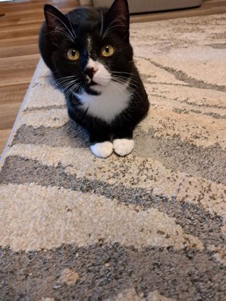 Katze und Kater Geschwisterpärchen Kitten