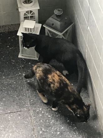 Katze und Kater Geschwisterpärchen Kitten