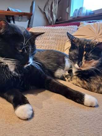 Katze und Kater Geschwisterpärchen Kitten