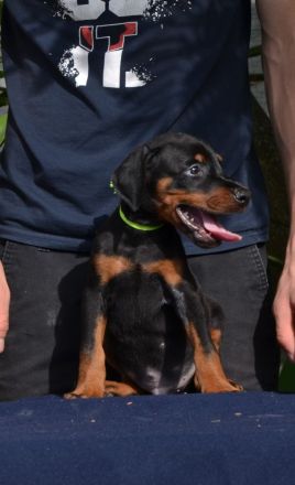 Doberman welpen
