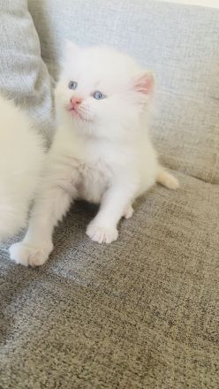 Perser Bkh mix Kitten