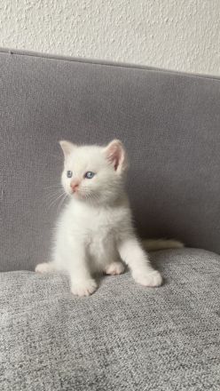 Perser Bkh mix Kitten