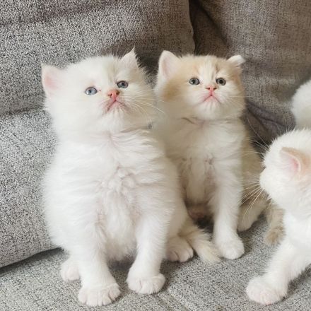 Perser Bkh mix Kitten