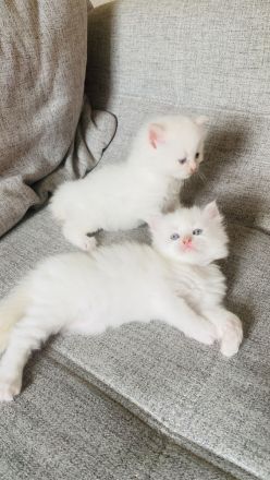 Perser Bkh mix Kitten