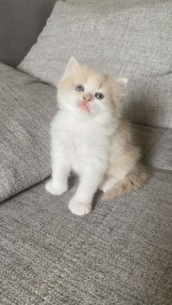 Perser Bkh mix Kitten