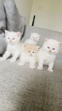 Perser Bkh mix Kitten