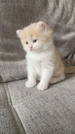 Perser Bkh mix Kitten