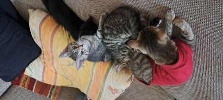 4 kleine Katzen suchen ein Zuhause