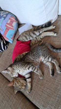 4 kleine Katzen suchen ein Zuhause
