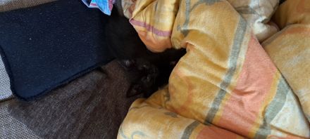 4 kleine Katzen suchen ein Zuhause