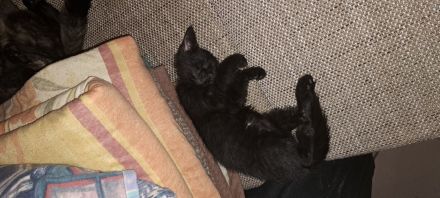 4 kleine Katzen suchen ein Zuhause