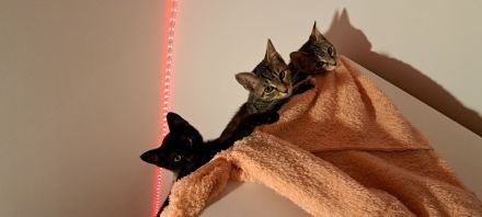 4 kleine Katzen suchen ein Zuhause