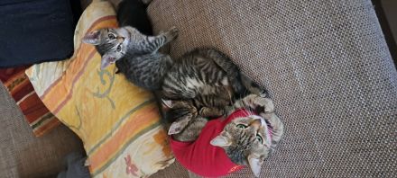 4 kleine Katzen suchen ein Zuhause