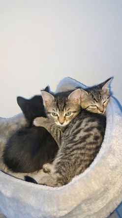 4 kleine Katzen suchen ein Zuhause