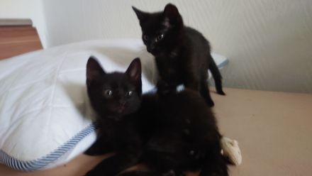 Kater suchen ein Zuhause